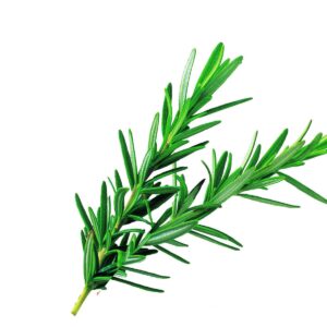 In season late winter: Rosemary, bok choy, kaffir lime leaves, shallots