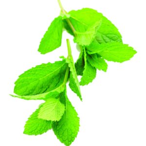 In season early winter: Mint, mushrooms, kumara, bananas