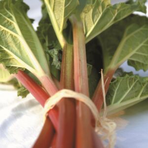In season early winter: Rhubarb