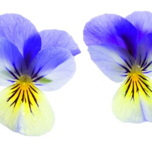 In season late spring: Edible flowers
