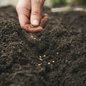 Save those seeds