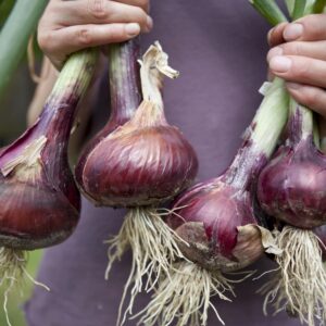 Savour, save and sow