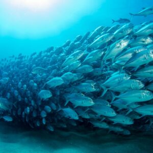 Science update: Iodine – the brain mineral