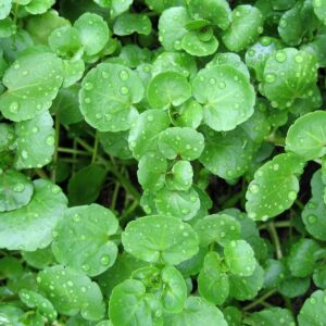 In season mid-winter: Watercress