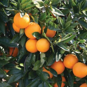 What to do with navel oranges