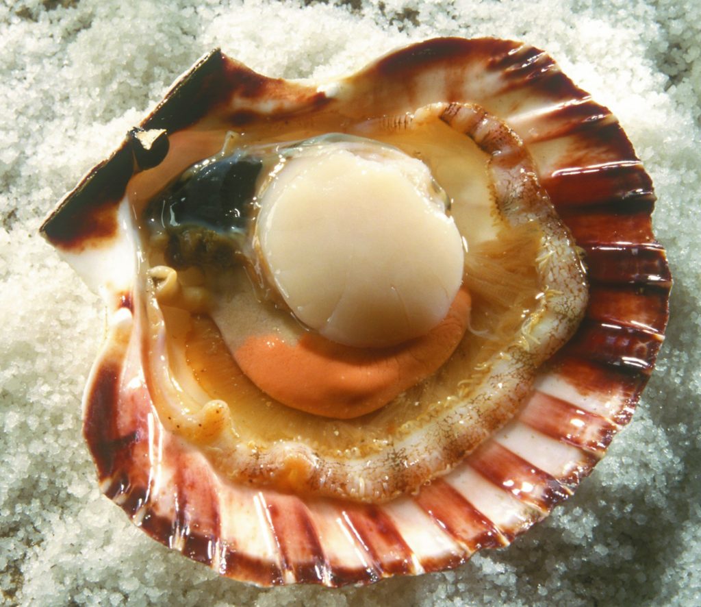 What to do with scallops Healthy Food Guide