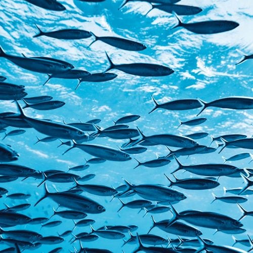 A very fishy tale