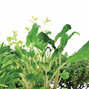 All power to the plants