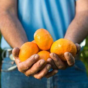 The magic of mandarins