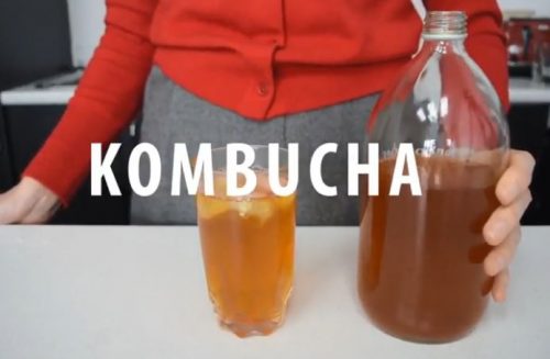 Make your own kombucha Make your own kombucha