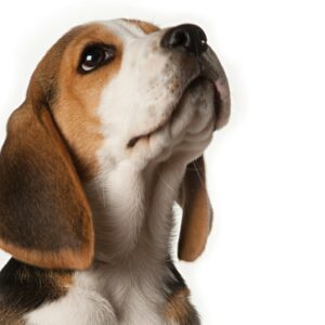 Dogs set to sniff out prostate cancer
