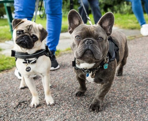 A pug dog and a French bulldog going for a walk on leads