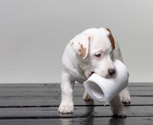 Coronavirus: Why people are stockpiling toilet paper