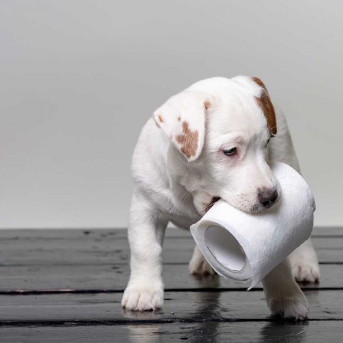 Coronavirus: Why people are stockpiling toilet paper