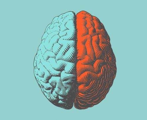 cartoon brain