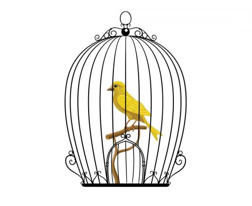 Bird trapped in a cage