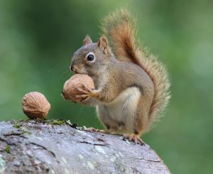 What’s the healthy number of nuts to eat?