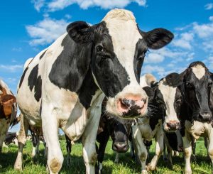 What is temporary lactose intolerance?