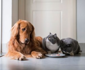 Why humans need a varied diet when some animals don’t