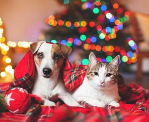 What your pet can and can’t eat this festive season