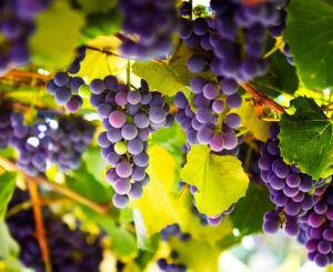 The health benefits of grapes