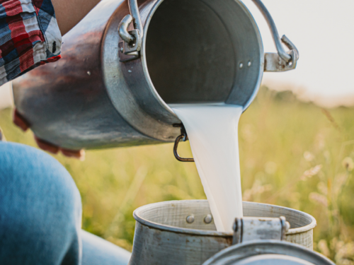Raw milk - superfood or super risky