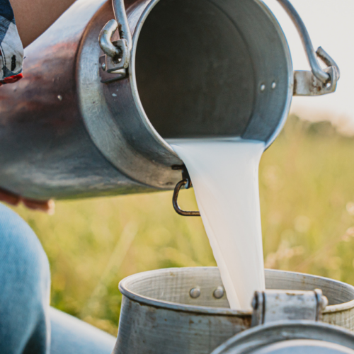 Raw milk – superfood or super risky?