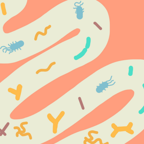 How to support gut health while taking antibiotics