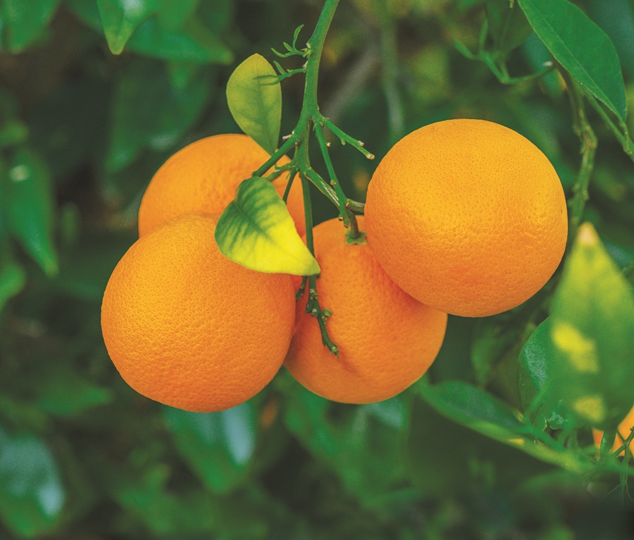 Are oranges really ‘unnatural’ and too sweet to be healthy?